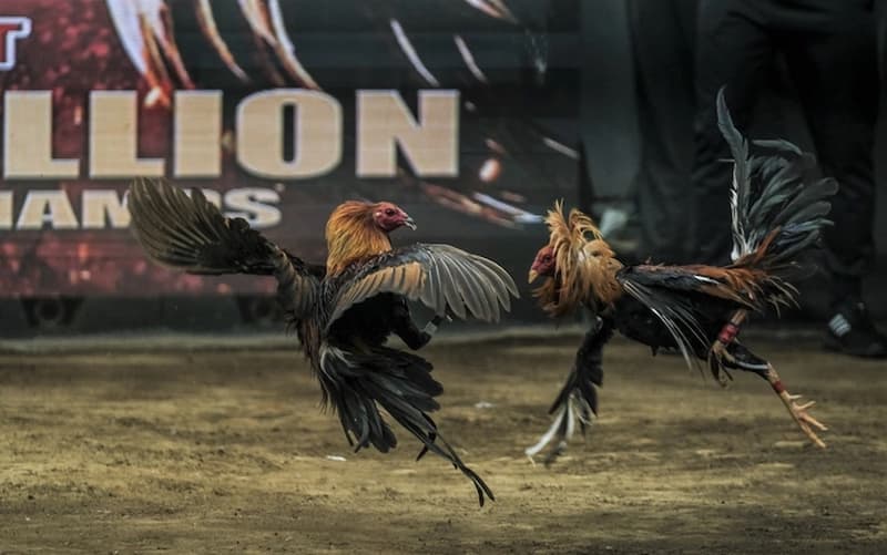 Đá gà Sabong tại 1Xbit 