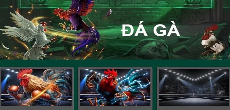 live chọi gà WS168 