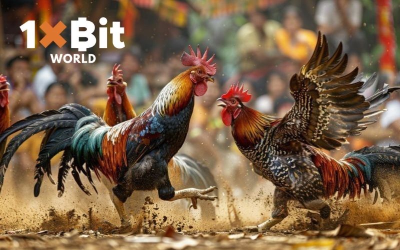 Mẹo nhận biết gà đá hay, tài năng từ khi còn nhỏ 3 mẹo nhận biết gà đá hay