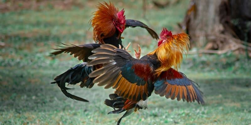 WS168 loại hình cá cược 